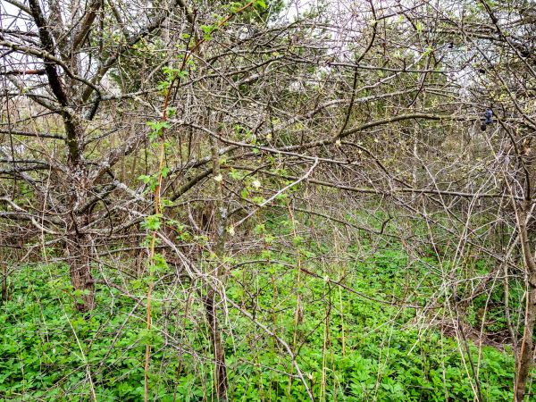 Underbrush Clearing in Morgantown