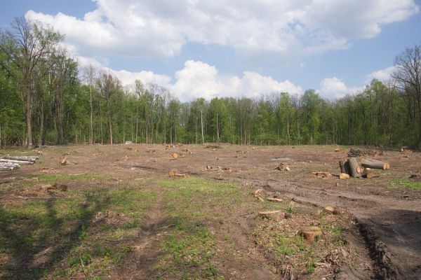 Pasture Clearing in Morgantown