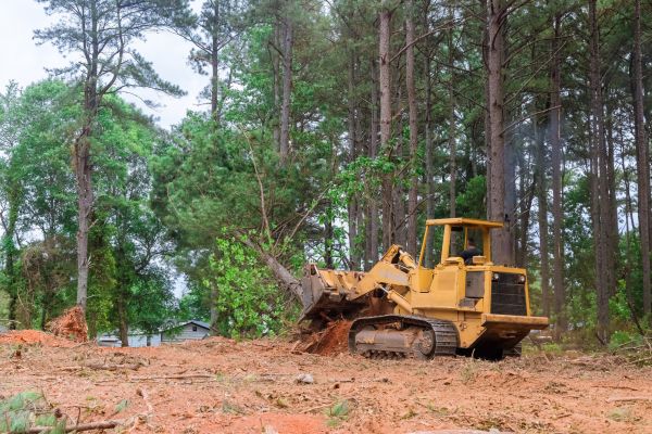 Forest Thinning in Morgantown