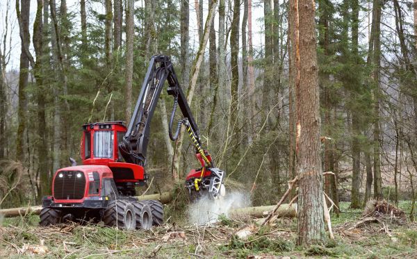 Forest Clearance Service in Morgantown