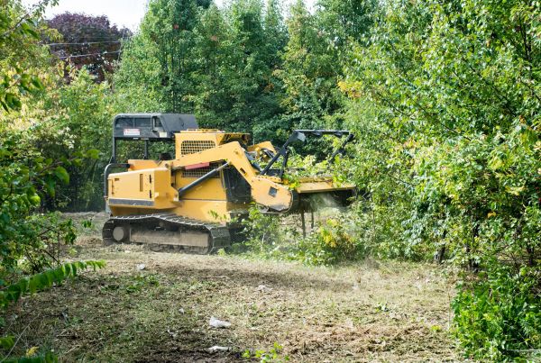 Pathway Clearing in Morgantown