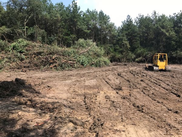 Thicket Clearing in Morgantown